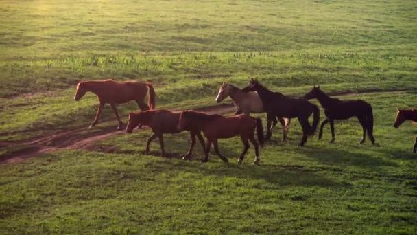 Pferde im Morgennebel — Stockvideo