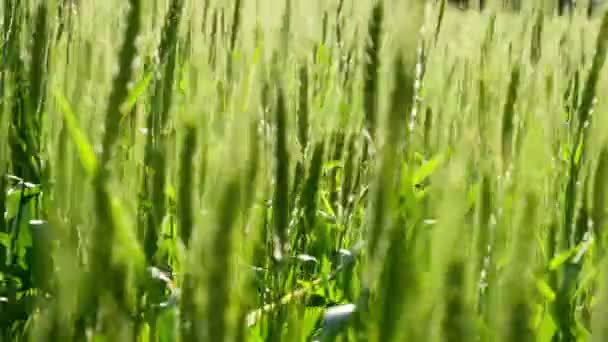 Ripening Wheat Ears — Stock Video