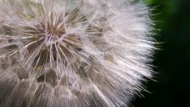 Dandelion slowly rotates — Stock Video