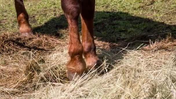 Batidas de cascos de cavalo — Vídeo de Stock