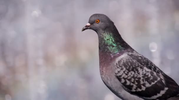 Güvercin ve gökkuşağı — Stok video