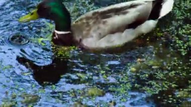 Drake Duckweed arasında beslemeleri