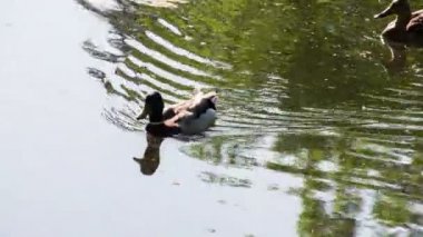 Ördekler Marsh gölet