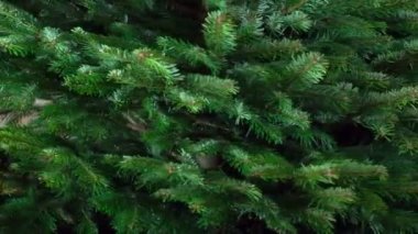 Yeşil Noel Ağacı 'nın dönüşü. Döngü. Büyük kabarık Noel ağacı kameranın önünde yavaşça döner.