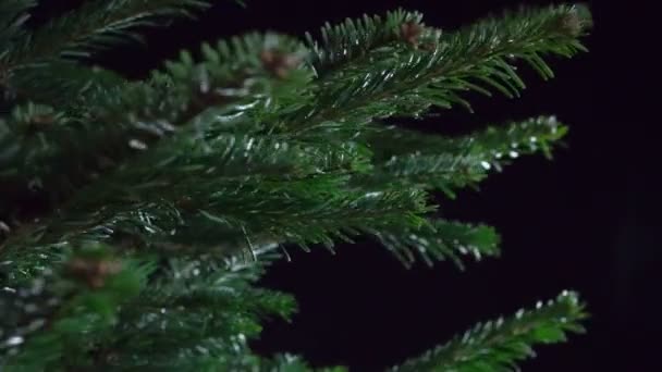 Spruce Rotates Black Background Dalam Bahasa Inggris Cabang Cabang Dari — Stok Video