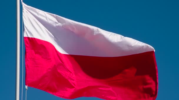 Lit Flagi Polskiej Przy Słońcu Flaga Wielkiego Państwa Jest Oświetlona — Wideo stockowe