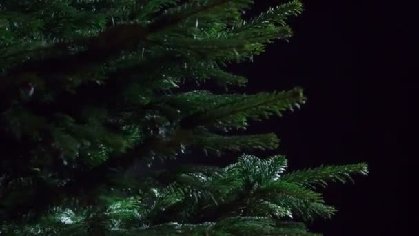 Темний Хвойний Ліс Відгалуження Виводка Зблизька Рухаються Перед Камерою Чорному — стокове відео