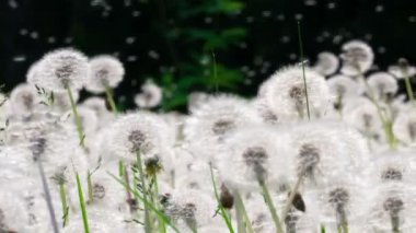 Büyük Olgun Karahindiba Ormanı. Büyük olgun karahindiba topları rüzgarın savurduğu kaotik tohum uçuşunun arka planına karşı. Yavaş Hareket 120 Fps