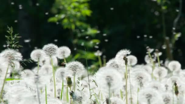 Maskrosfrön Sväva Upp Över Fältet Över Skogens Glänta Mogna Fluffiga — Stockvideo