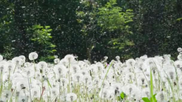 Löwenzahnwolke Schwebt Der Luft Große Waldlichtung Mit Reifem Löwenzahn Hintergrund — Stockvideo