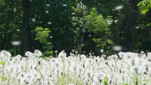 Wind Walks Field Dandelions Large Forest Glade Ripe Dandelions Light — Stock Video