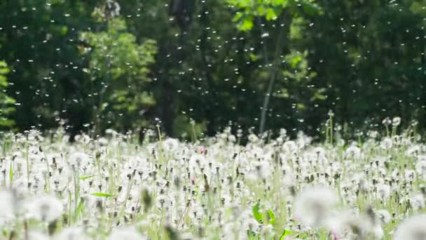 タンポポの種子風によって広がる 熟したタンポポの大規模な森林グレード 微風が種をランダムに飛行させる 240Fpsの速度で撮影 — ストック動画