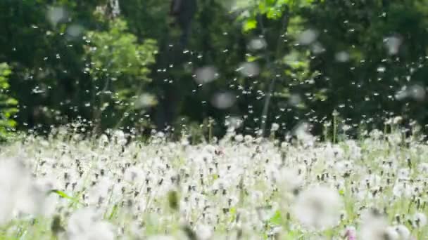 Mass Take Dandelion Seeds Gran Planicie Forestal Dientes León Maduros — Vídeo de stock