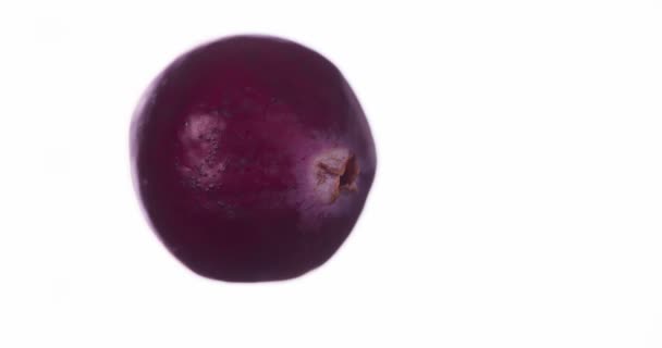 Squeeze One Cranberry Cranberries Compressed Crushed Close Bright White Background — Stock Video