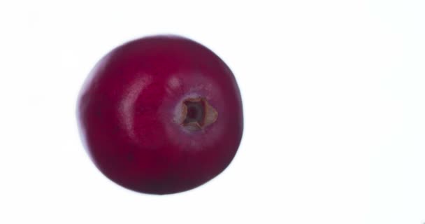 Esmagou Cranberry Cranberries São Compactados Esmagados Close Fundo Branco Brilhante — Vídeo de Stock