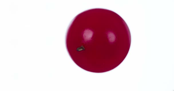 Crushed One Viburnum Berries Las Bayas Viburnum Comprimen Trituran Cerca — Vídeo de stock