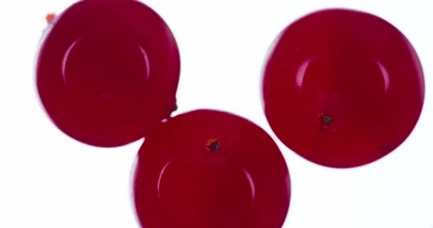 Viburnum Berries 들이키고 Viburnum 베리는 배경에 압축되고 근접하게 펄프의 과밝은 — 비디오