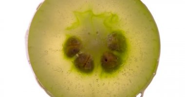 Şarapta Olgun Üzüm Ezme. Beyaz üzümler sıkıştırılır ve parlak beyaz bir arka planda ezilir, sulu bir hamur ve meyve suyu serpintisi oluşturur. 120 fps 'te atış.