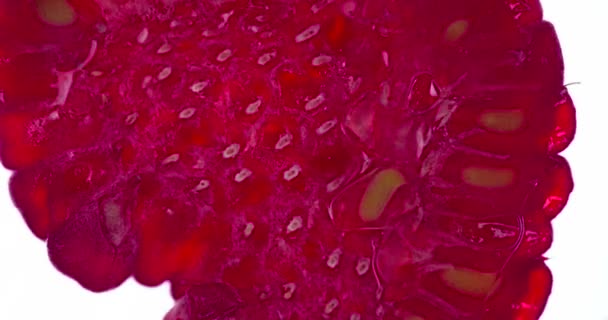 Squeeze Half Juicy Raspberries Raspberries Compressed Crushed Close Bright White — Stock Video