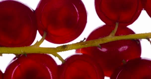 Squeeze Currant Berries Branch Fragrant Ripe Red Currant Berries Squeezed — Stock Video
