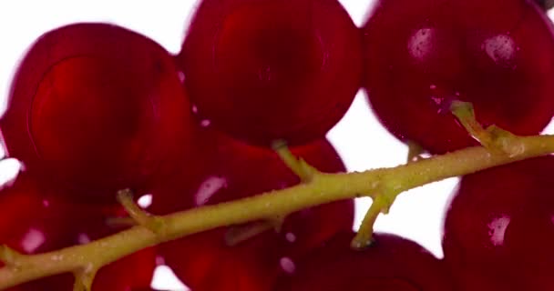 私たちはスプリング カランツを押す 香り高い熟した赤いスグリの果実は 明るい白い背景の上に圧迫され 粉砕され ジューシーなパルプとシェルの流れを作り出します 120Fpsで撮影 — ストック動画
