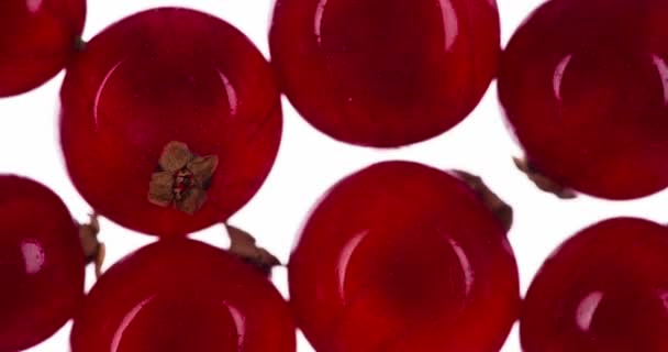 赤スグリの多くを絞ります 香り高い熟した赤いスグリの果実は 明るい白い背景の上に圧迫され 粉砕され ジューシーなパルプとシェルの流れを作り出します 120Fpsで撮影 — ストック動画