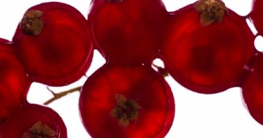 Frenk üzümünden sıkma suyu. Kokulu olgun kırmızı frenk üzümü sıkılmış ve parlak beyaz bir zemin üzerinde ezilerek sulu bir posa ve kabuk akıntısı oluşturur. 120fps 'te atış