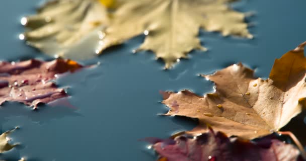 水とカエデの葉のドロップ 青い水の表面には明るい秋の葉があります 楓の葉の間に純粋な水の落下 120Fpsの速度で撮影 — ストック動画
