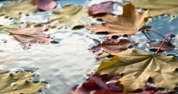 Breeze Stirs Fallen Leaves Sulla Superficie Dell Acqua Blu Sono — Video Stock