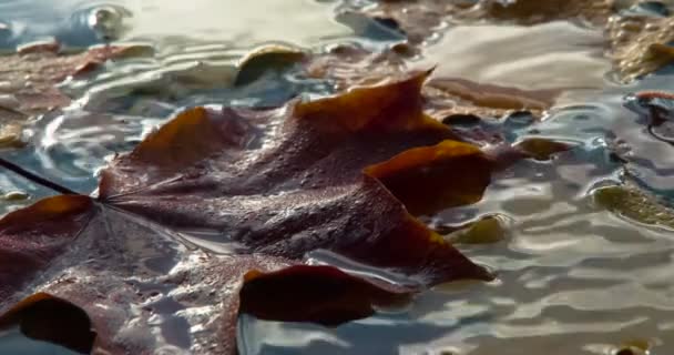 Regentropfen Und Herbstblätter Wassertropfen Fallen Zufällig Auf Die Wasseroberfläche Auf — Stockvideo