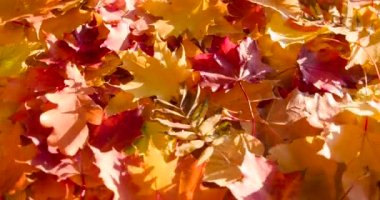 Sonbaharın soluk renkleri. Parlak sonbahar yaprakları, bulutun güneşi kaplaması nedeniyle yavaş yavaş soluyor.