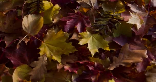 秋天变色了 秋天的叶子一开始并不吸引人 也很枯燥无味 但太阳从云后升起 落叶发出明亮的光芒 — 图库视频影像