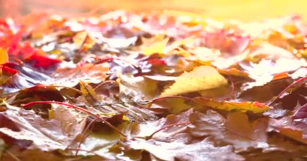 Glühende Herbstsonne Helle Herbstblätter Rotieren Vor Der Kamera — Stockvideo