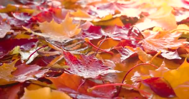 Piękne Kolory Jesieni Pętla Jasne Jesienne Liście Obracają Się Przed — Wideo stockowe