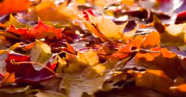 秋の紅葉を焼く 明るい秋の葉はカメラ上で回転 — ストック動画