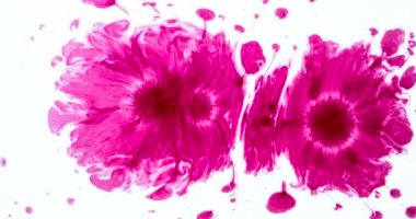 Beyaz üzerine pembe çiçekler. Beyaz kağıda mürekkep damlaları düşer, güzel lekeler ve lekeler yaratır. 120fps hızla çekilmiştir.