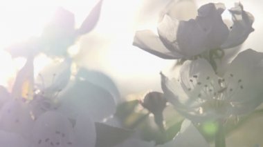 Armut closeup çiçek çiçekler