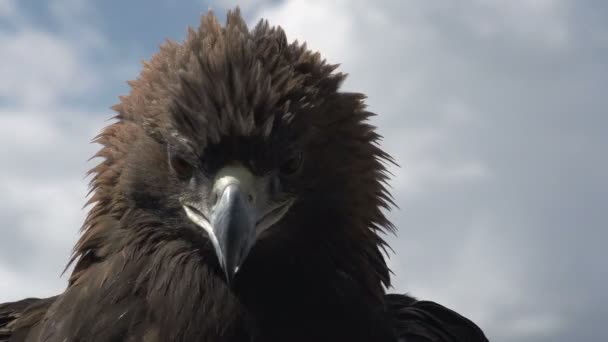 Gökyüzü arka plan üzerinde altın kartal — Stok video