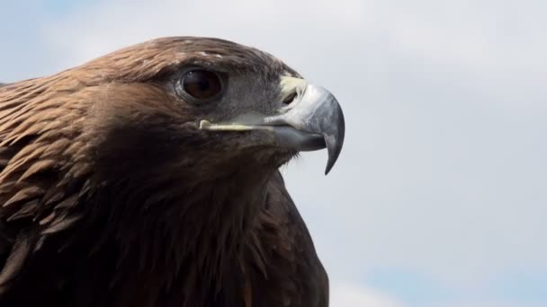 Steinadler breitet seine Flügel aus — Stockvideo