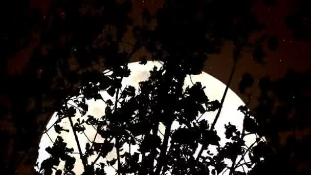 Блакитний місяць в лісі — стокове відео