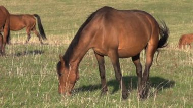 Mare bahar mera üzerinde.