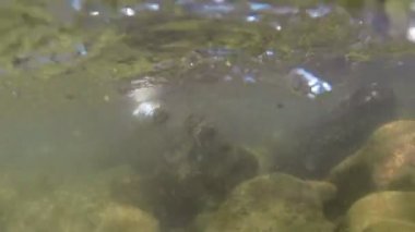 Trolling alabalık yakaladı.