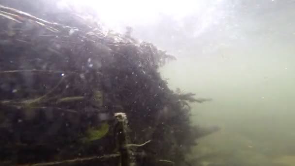 Leven onder water — Stockvideo