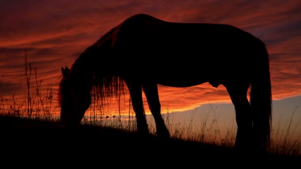 Άλογο ηλιοβασίλεμα με οπίσθιο φωτισμό. — Αρχείο Βίντεο