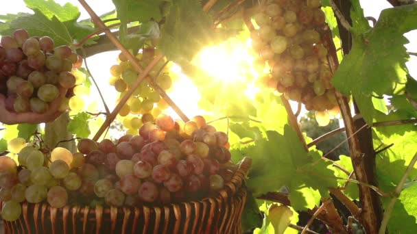 Manojos de uvas en los rayos cálidos — Vídeos de Stock