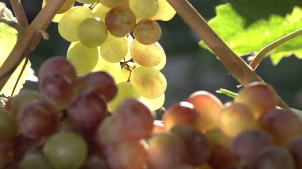 Uvas y sol — Vídeo de stock