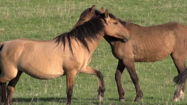 Sentimentos de cavalo . — Vídeo de Stock