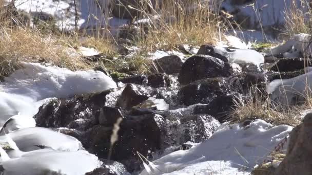 Вода в замерзающем ручье . — стоковое видео