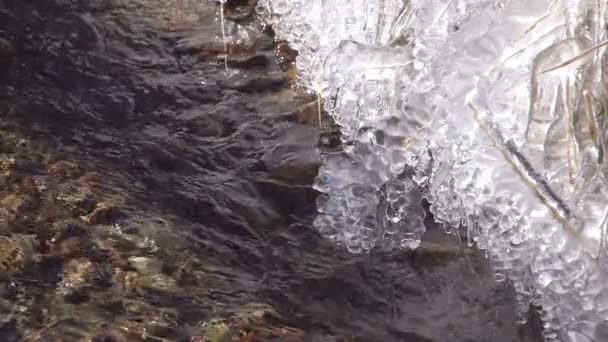 Mrożone brzegiem strumienia. — Wideo stockowe