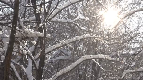 Copos de nieve entre las ramas — Vídeos de Stock